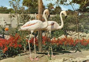 Flamants Roses (Chili)