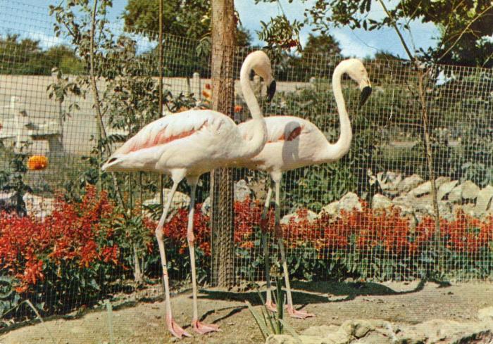 Flamants Roses (Chili)