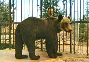 Ours Brun - 1970