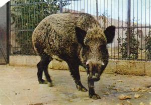 Sanglier (Europe)