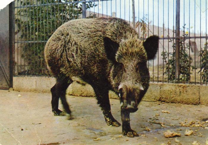 Sanglier (Europe)