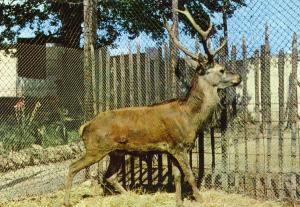 Cerf (Europe)