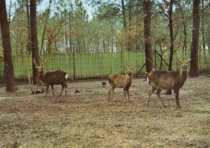 Famille Cerfs Sika