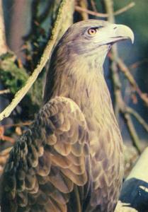 "Colibri" un aigle pygargue arrivé au Parc en 1952