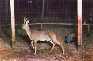 "Bambi" le Chevreuil