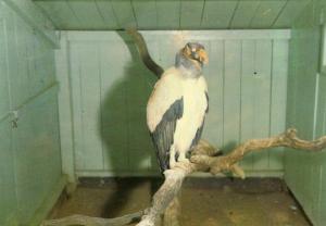 Condor Royal (Amérique du Sud)