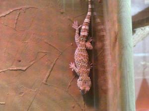 Gecko tokay