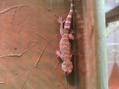 Gecko tokay