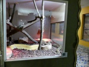 Python molure