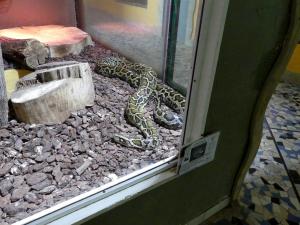 Python molure