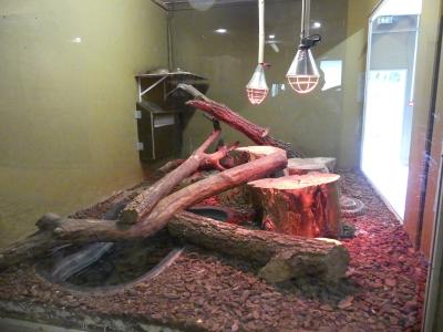 Python molure granité