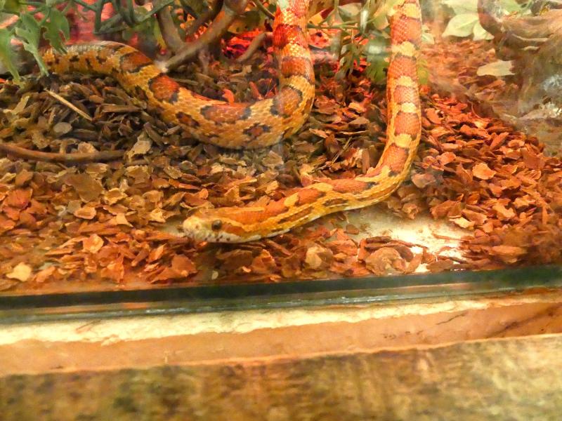 Serpent des blés