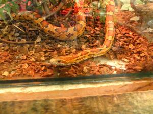 Serpent des blés