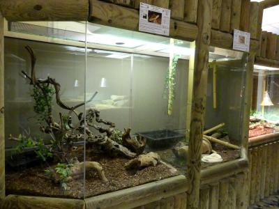 Serpent ratier de Baird