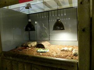 Tortue grecque