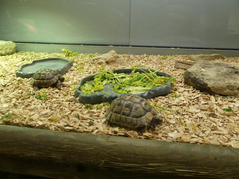 Tortue grecque