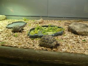Tortue grecque