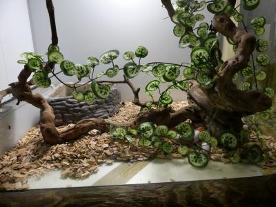 Serpent lait de Nelson