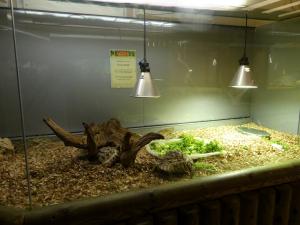 Tortue léopard