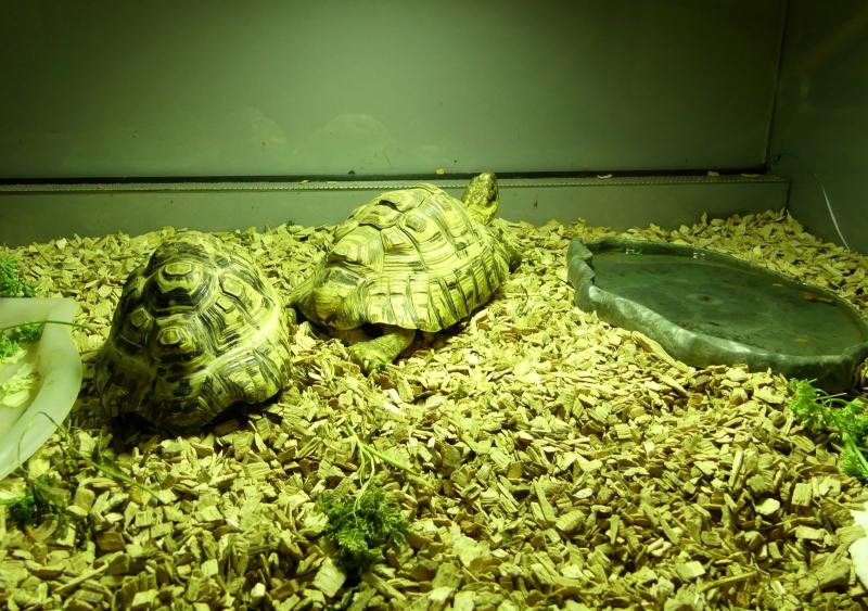 Tortue léopard