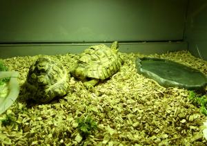 Tortue léopard