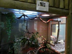 Gecko tokay