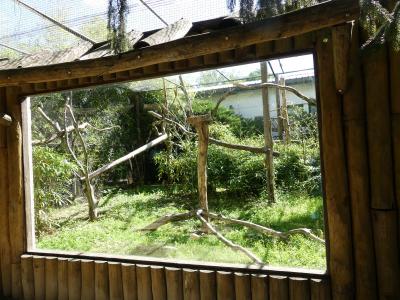 Amazone à front bleu