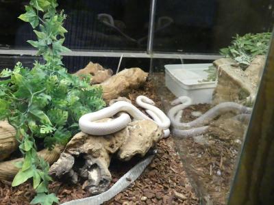 Boa arc-en-ciel colombien