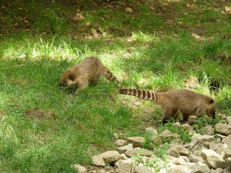 Coati roux