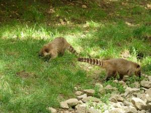 Coati roux