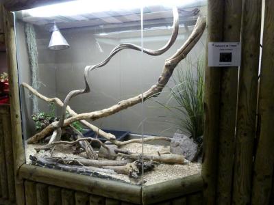 Couleuvre de l'Amour