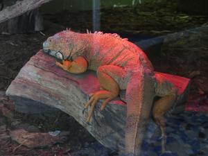 Iguane vert
