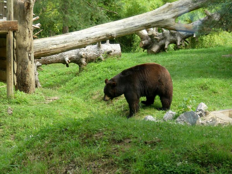 Ours noir d'Amérique