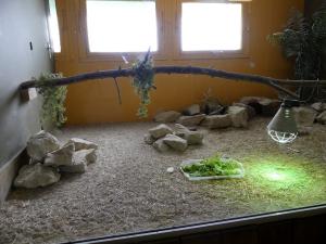 Tortue des steppes