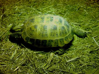 Tortue des steppes