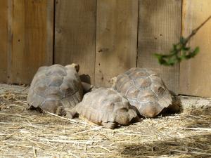 Tortue grecque