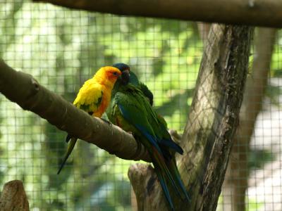 Ara d'Illiger - Conure soleil