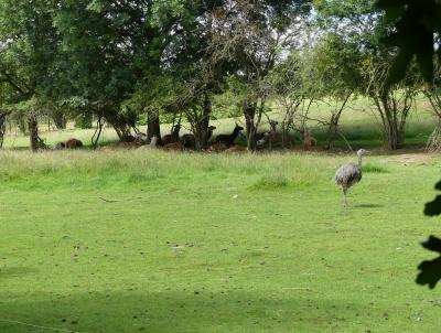 Nandou - Lama