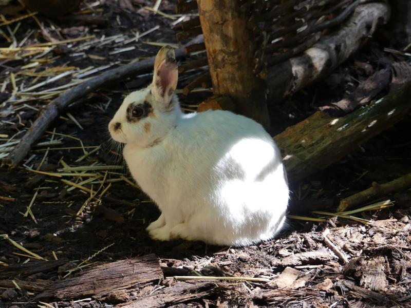 Lapin