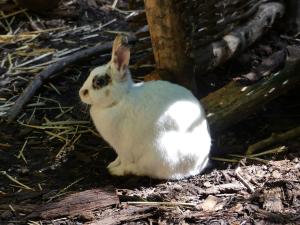 Lapin