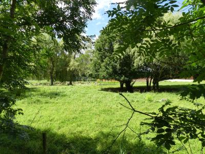 Tapir - Mara - Capybara