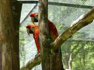 Ara rouge