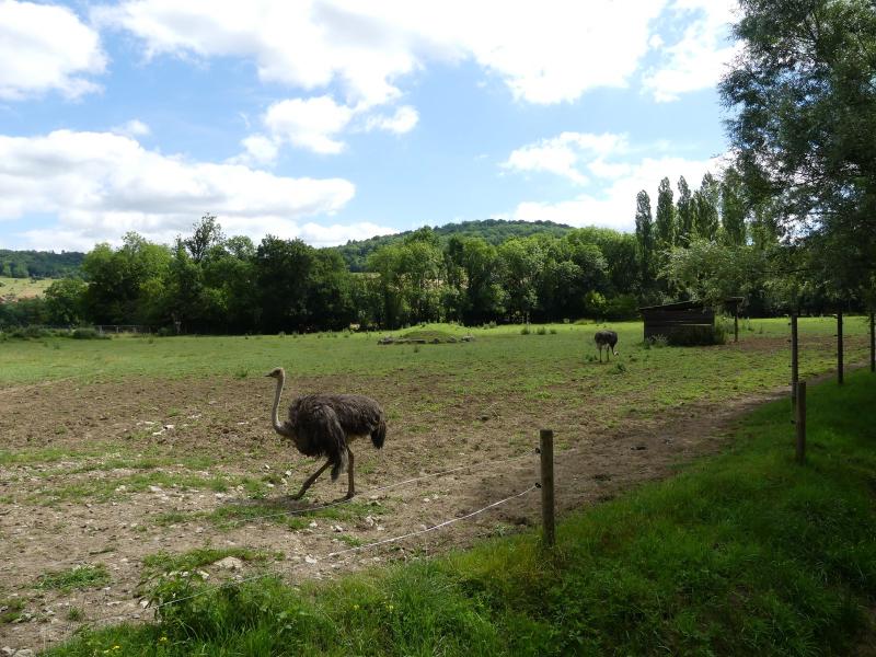 Autruche