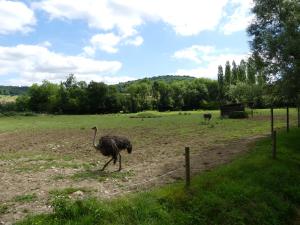 Autruche