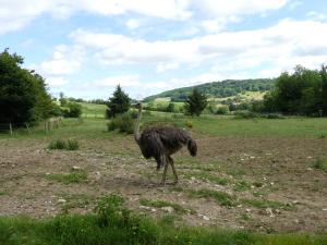 Autruche