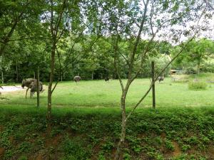 Autruche