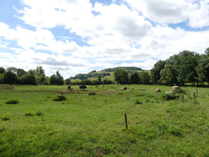 Bison d'Amérique