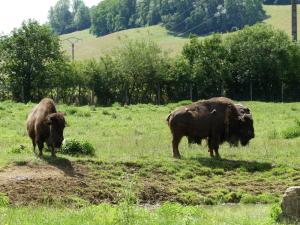 Bison d'Amérique