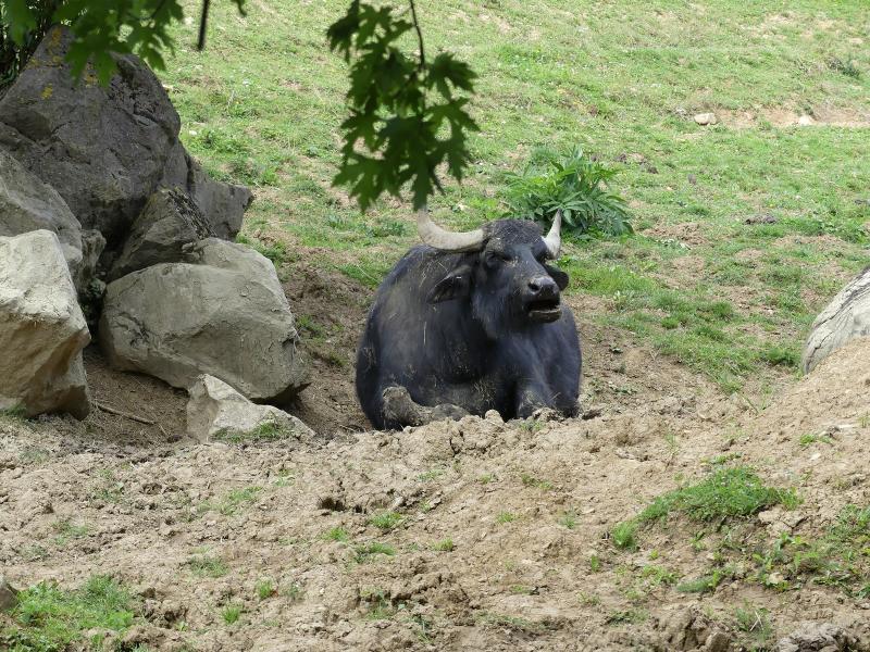 Buffle d'eau