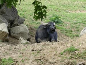 Buffle d'eau